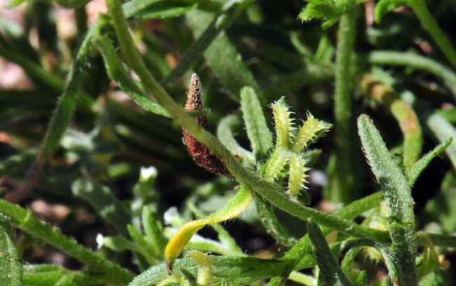 Pectocarya recurvata, Curvenut Combseed, Southwest Desert Flora